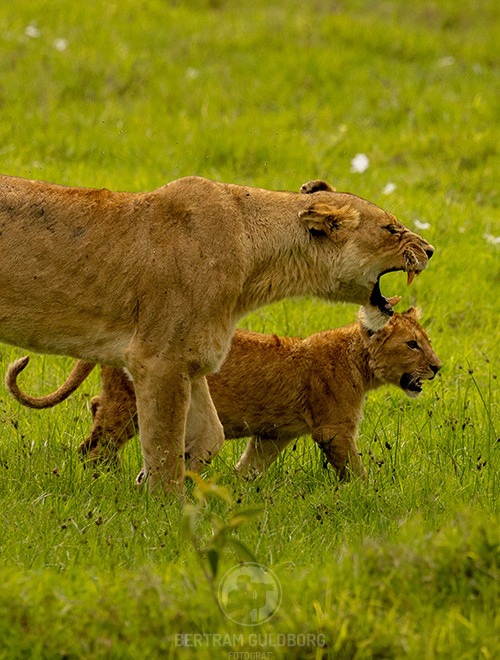 tanzania-01.jpg