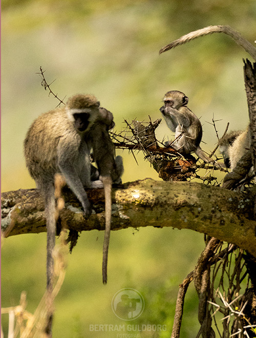 tanzania-04.jpg