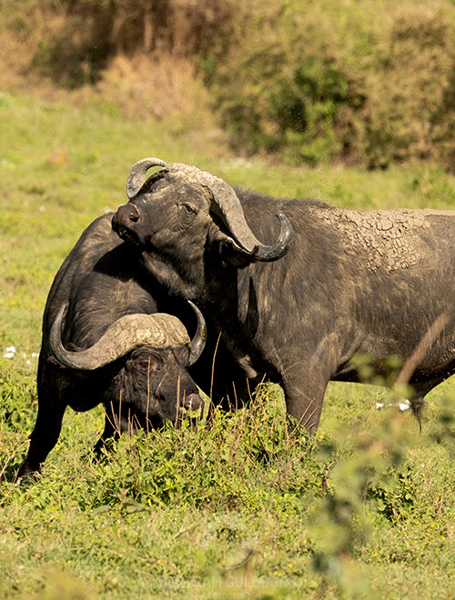 tanzania-06.jpg