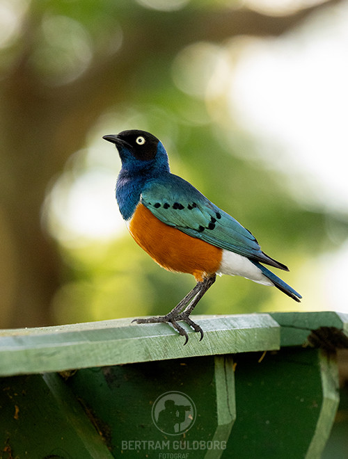 tanzania-09.jpg