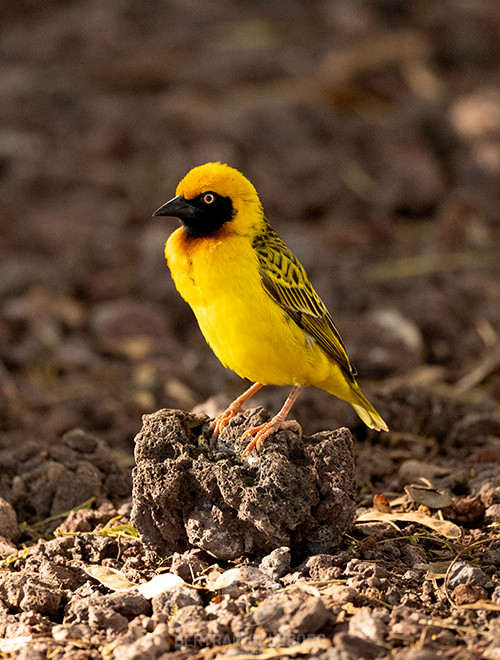 tanzania-11.jpg