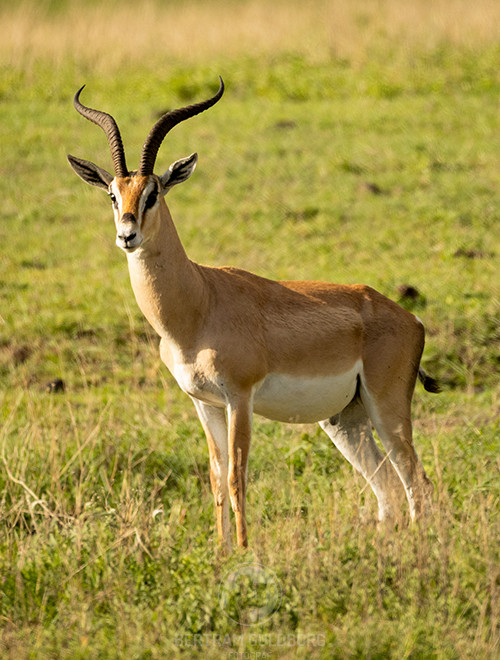 tanzania-12.jpg