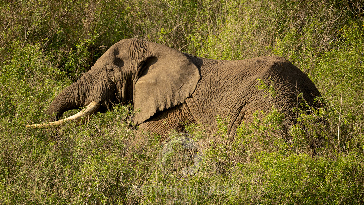 tanzania-16.jpg