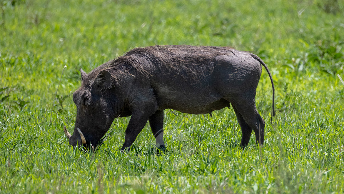 tanzania-20.jpg