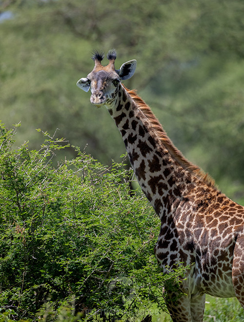 tanzania-22.jpg