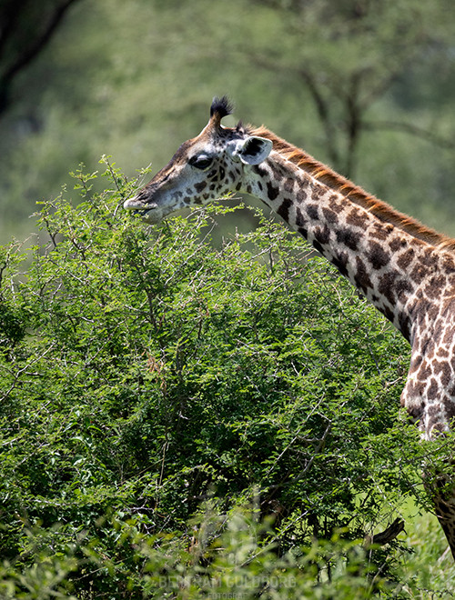 tanzania-23.jpg
