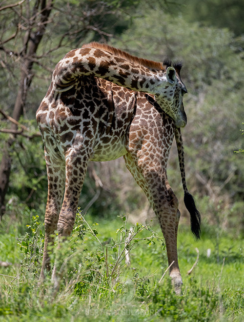 tanzania-24.jpg
