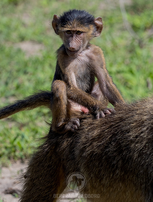 tanzania-32.jpg