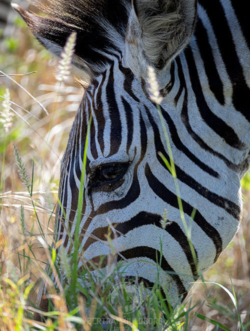 tanzania-34.jpg