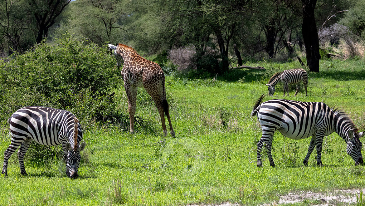 tanzania-37.jpg